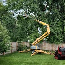 How Our Tree Care Process Works  in  Cloverdale, VA