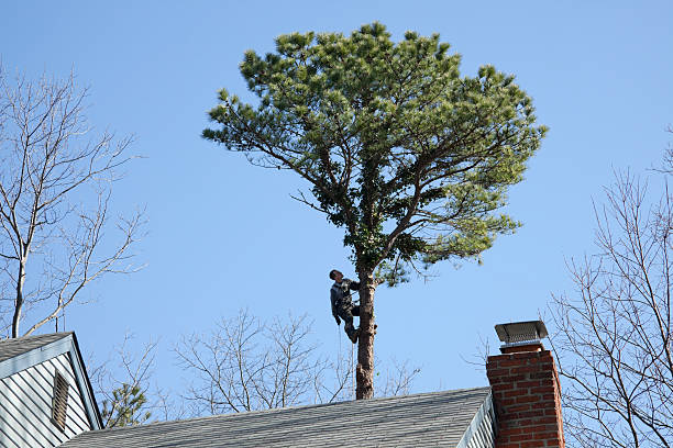 Leaf Removal